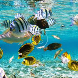 Colorful fishes on the sea