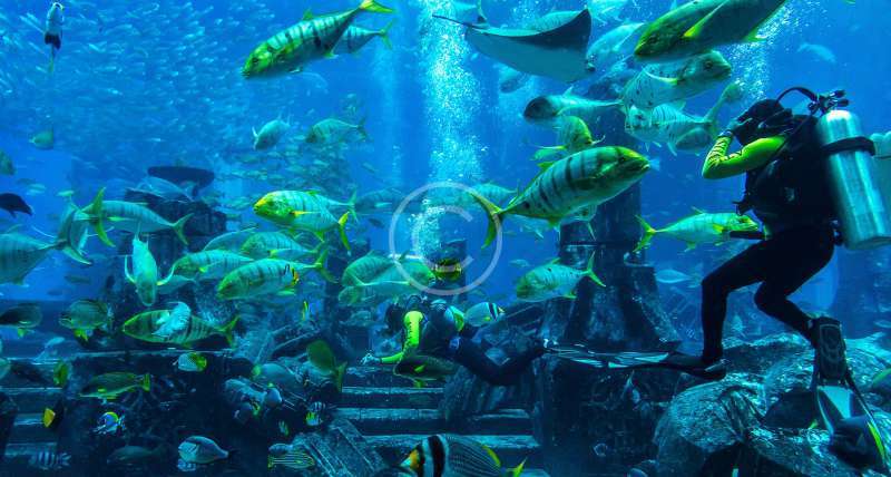 A diver looking at the fishes