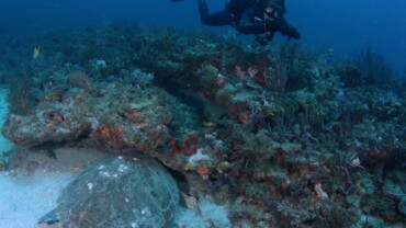 A diver admiring the corals