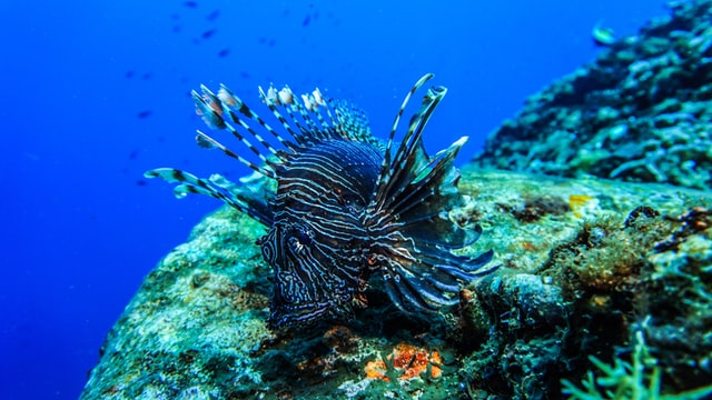 Lionfish on the sea
